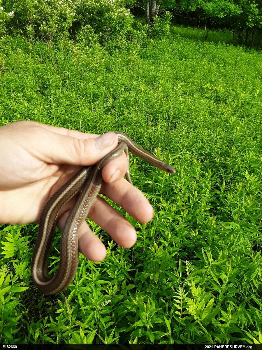 Shorthead Gartersnake