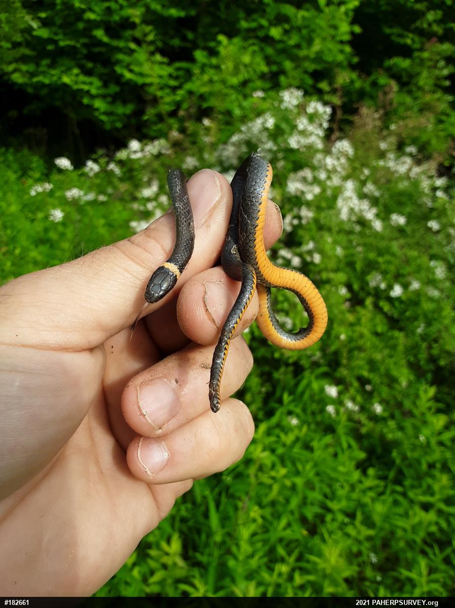 Northern Ring-necked Snake