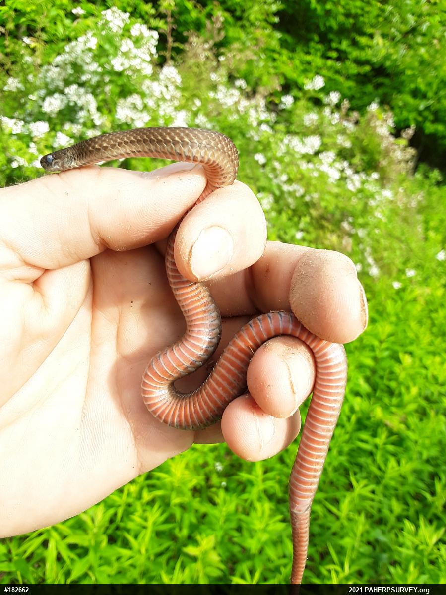 Red-bellied Snake