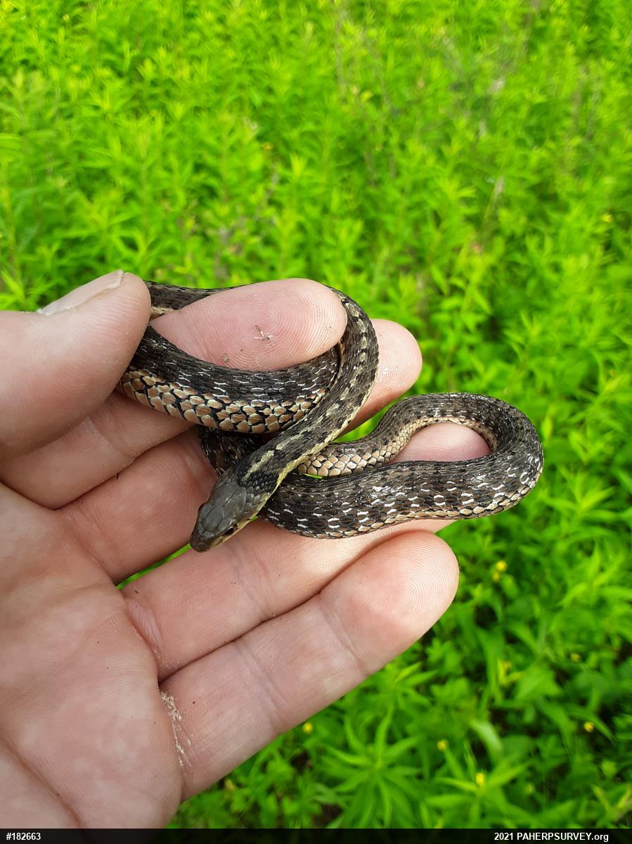 Eastern Gartersnake