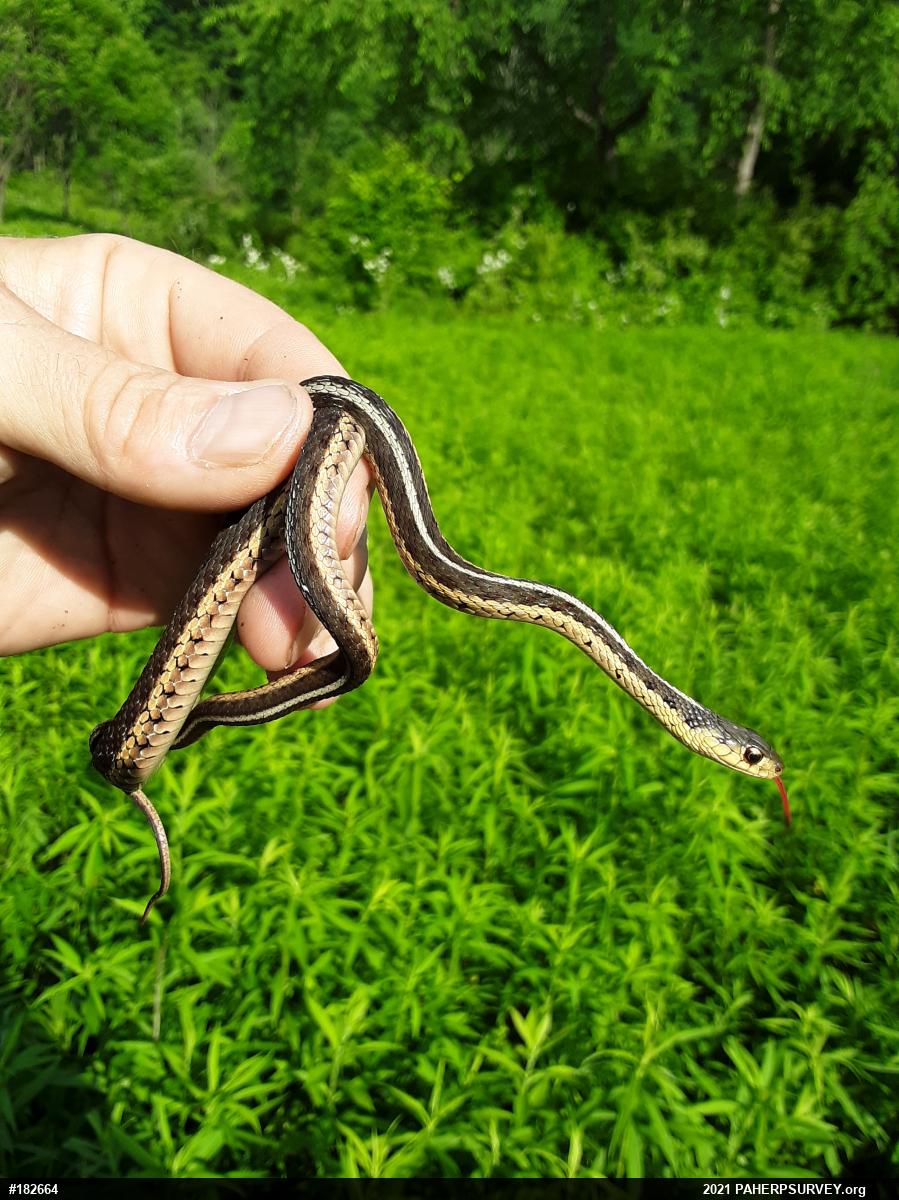 Eastern Gartersnake