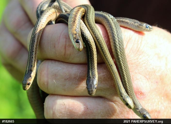 Shorthead Gartersnake