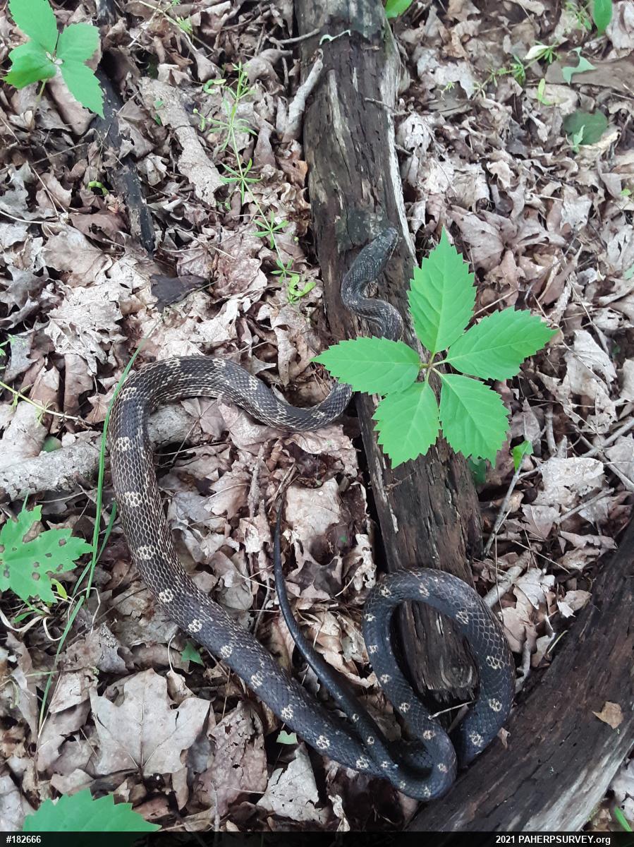 Eastern Ratsnake