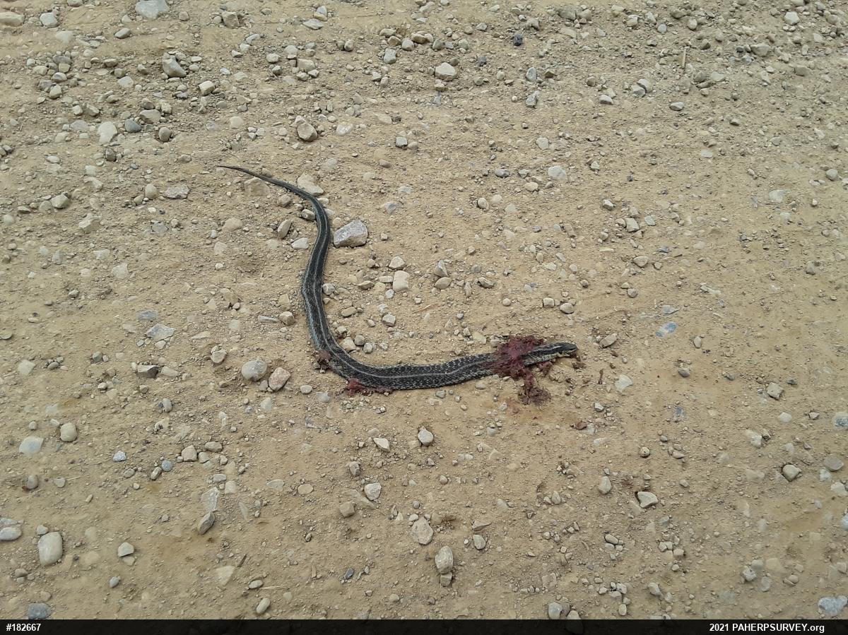 Eastern Gartersnake