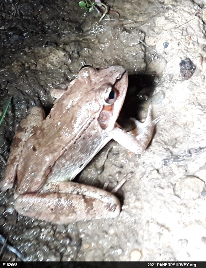 Wood Frog