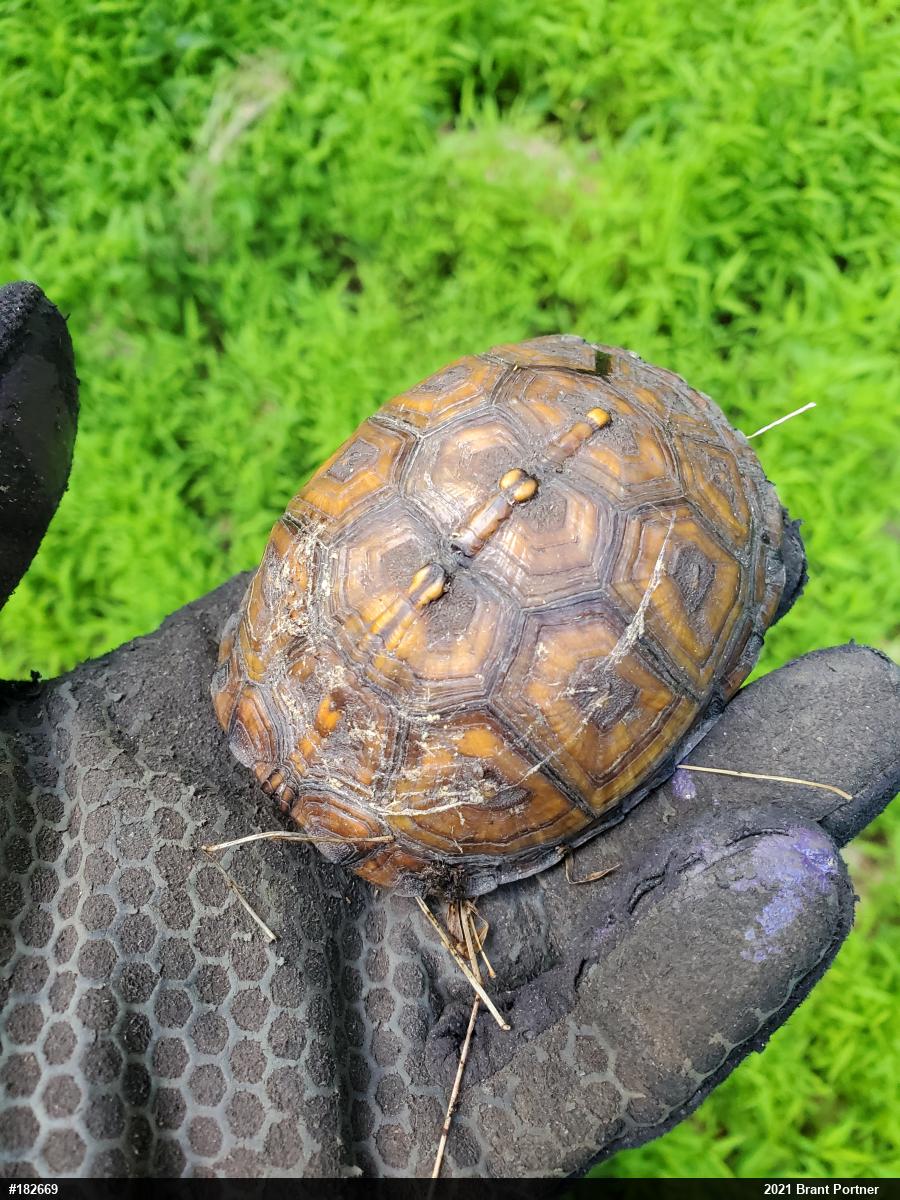 Eastern Box Turtle