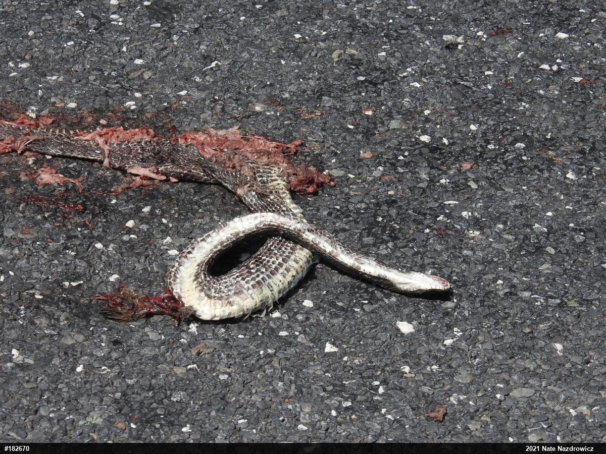 Eastern Ratsnake