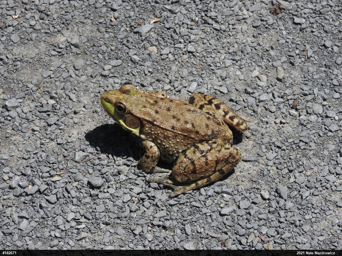 Green Frog