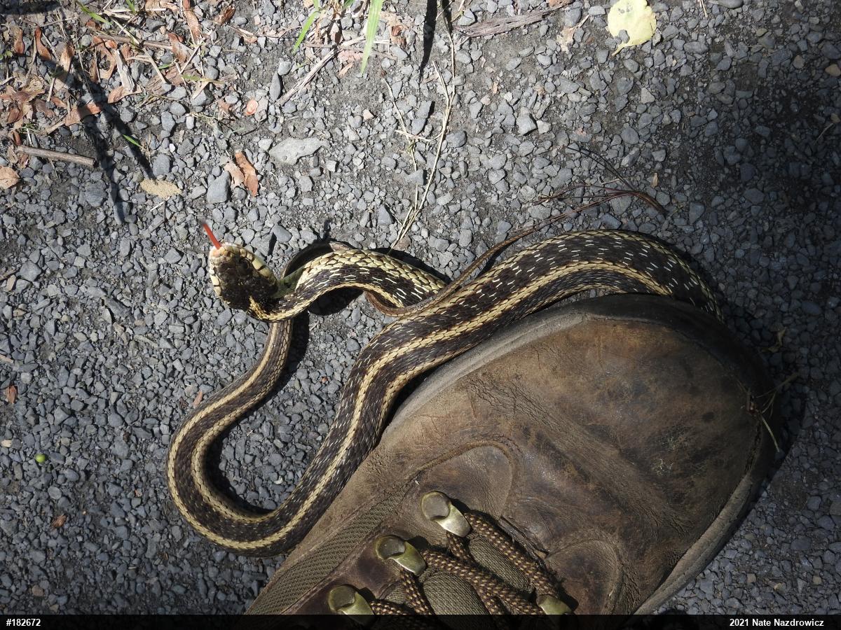 Eastern Gartersnake