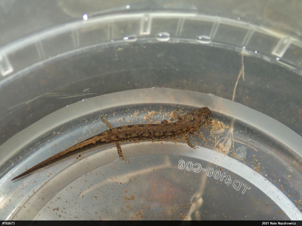 Northern Two-lined Salamander