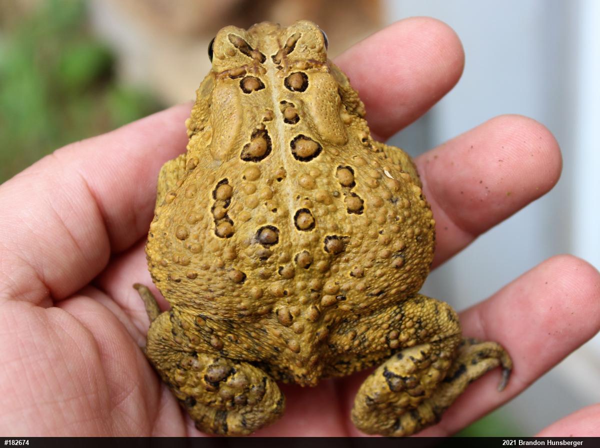 Eastern American Toad