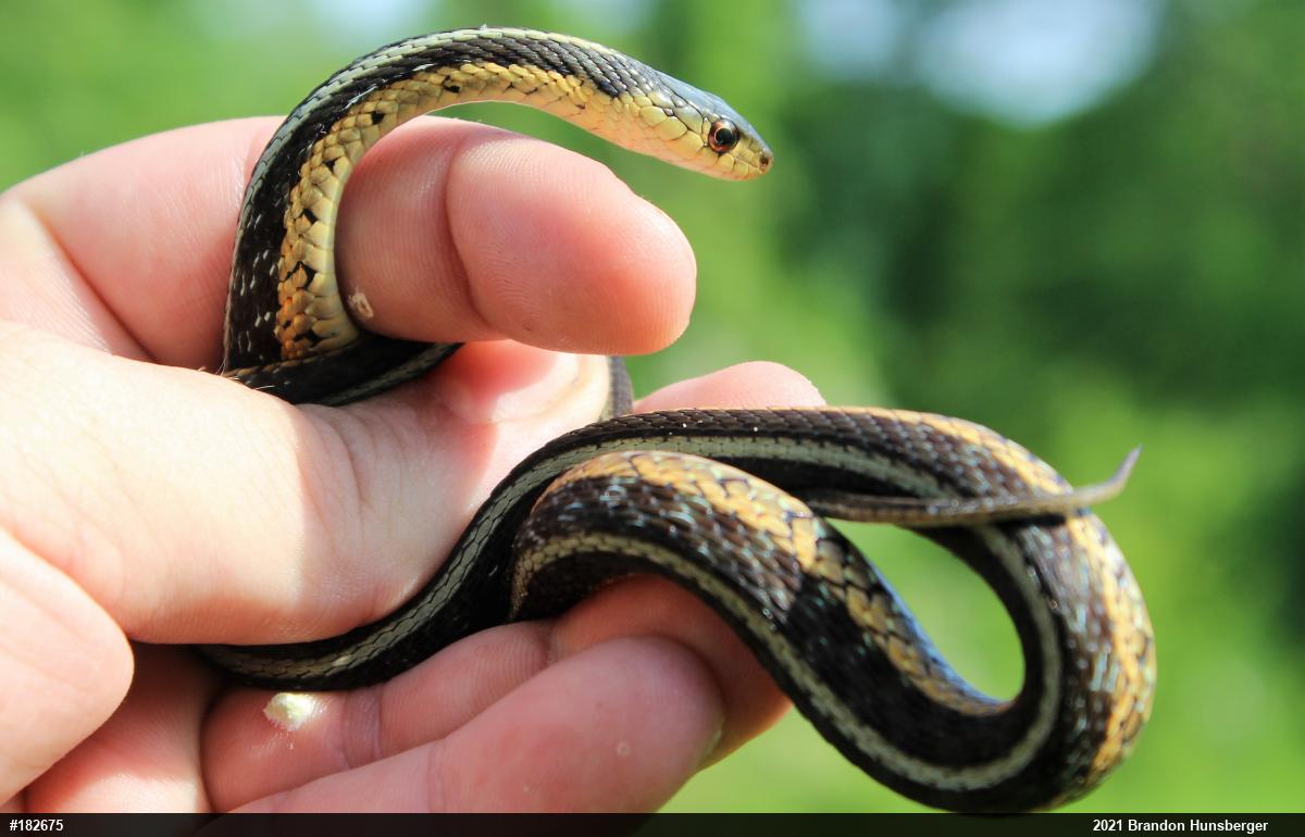 Eastern Gartersnake