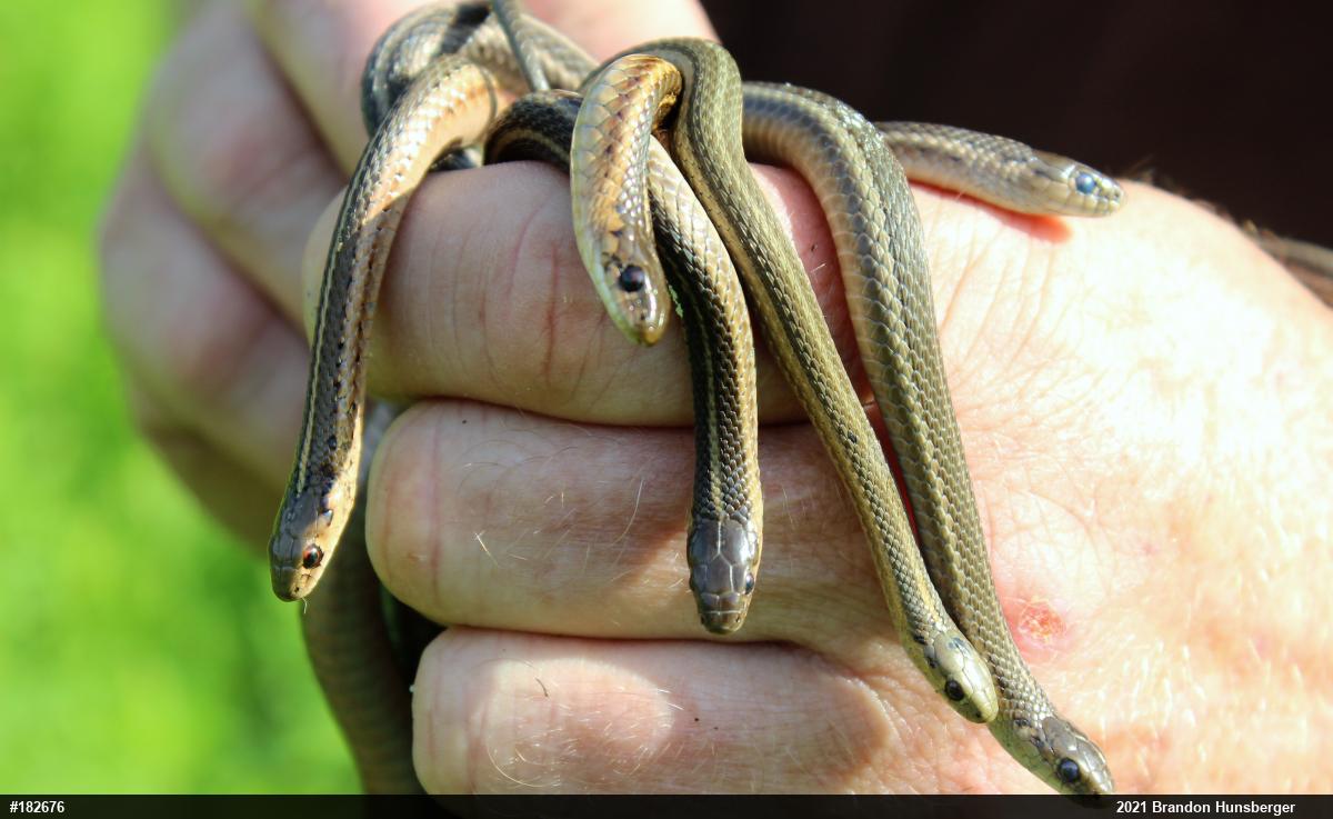 Shorthead Gartersnake