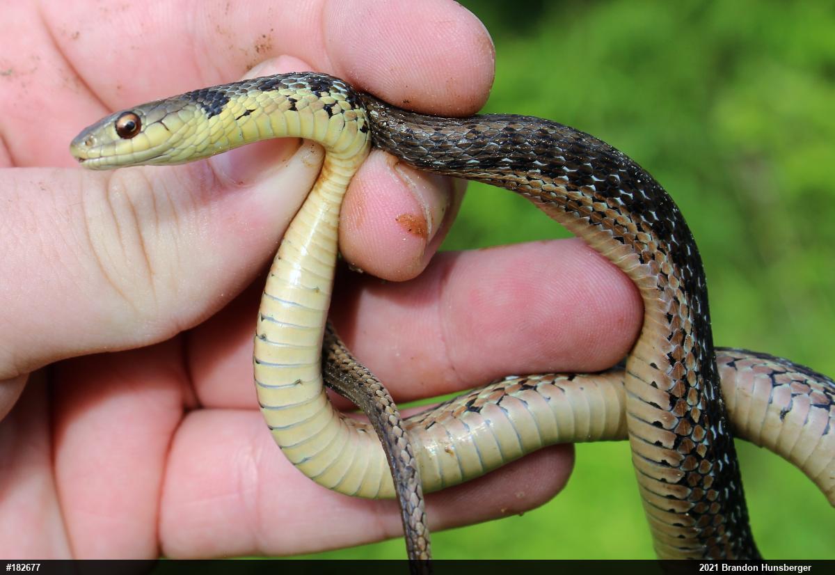 Eastern Gartersnake