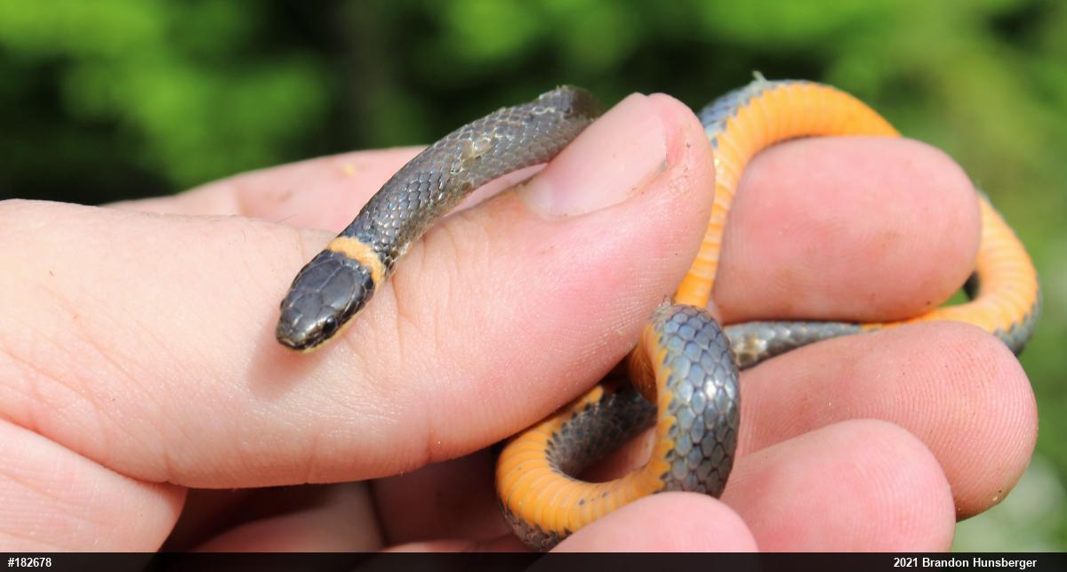 Northern Ring-necked Snake