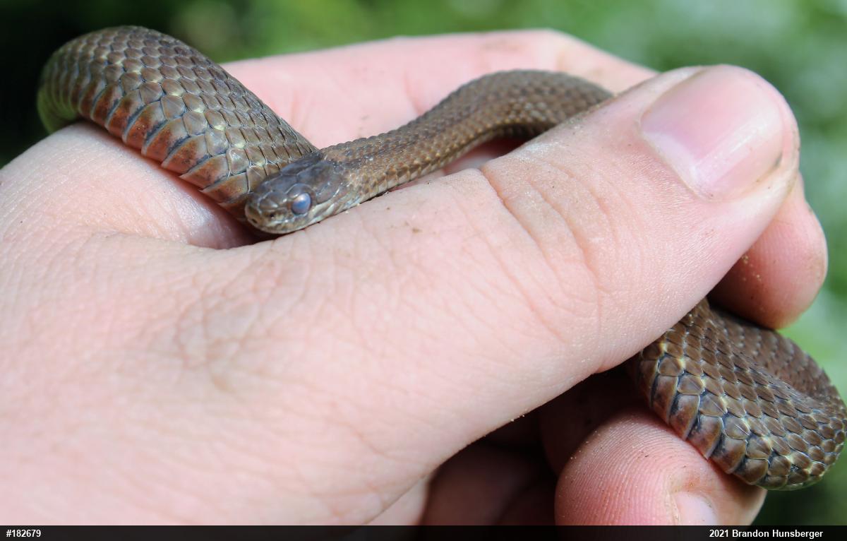 Red-bellied Snake