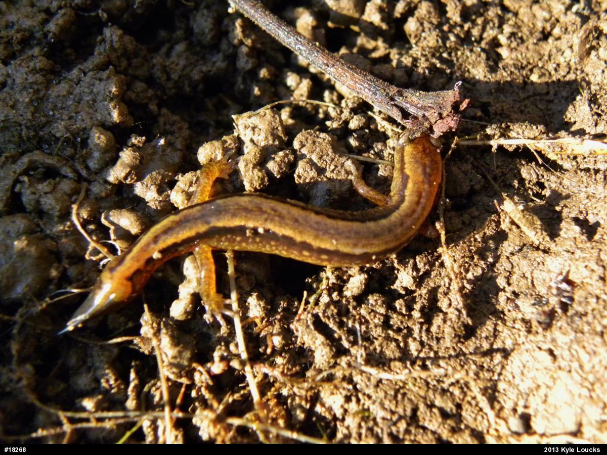 Northern Two-lined Salamander