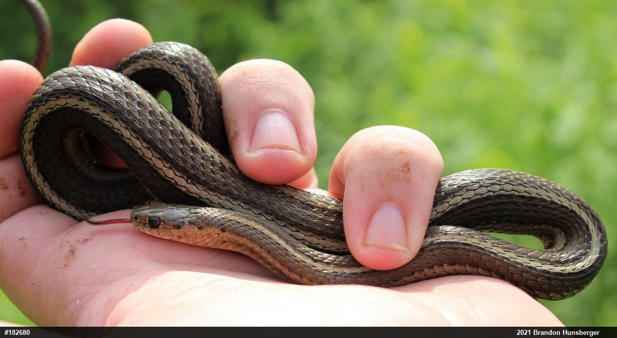 Shorthead Gartersnake