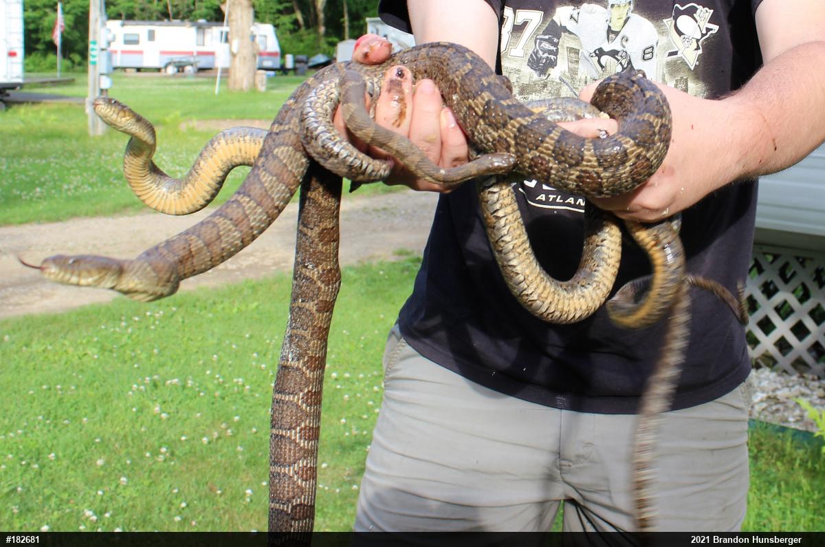 Northern Watersnake