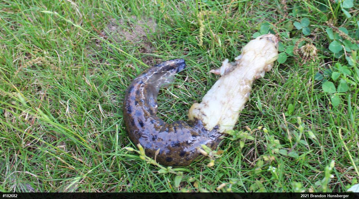 Common Mudpuppy