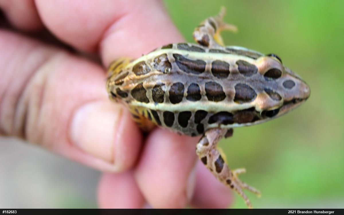 Pickerel Frog