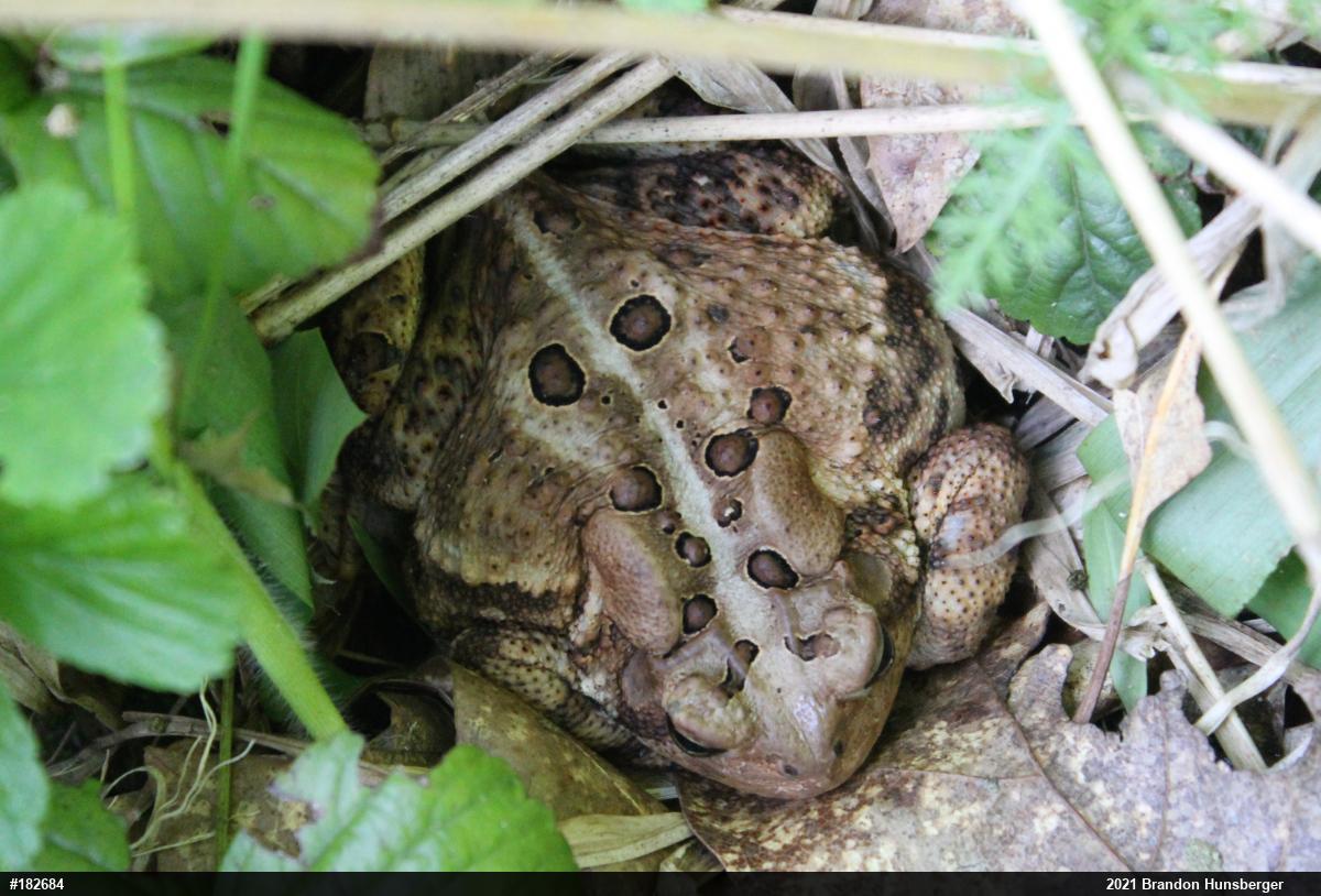 Eastern American Toad