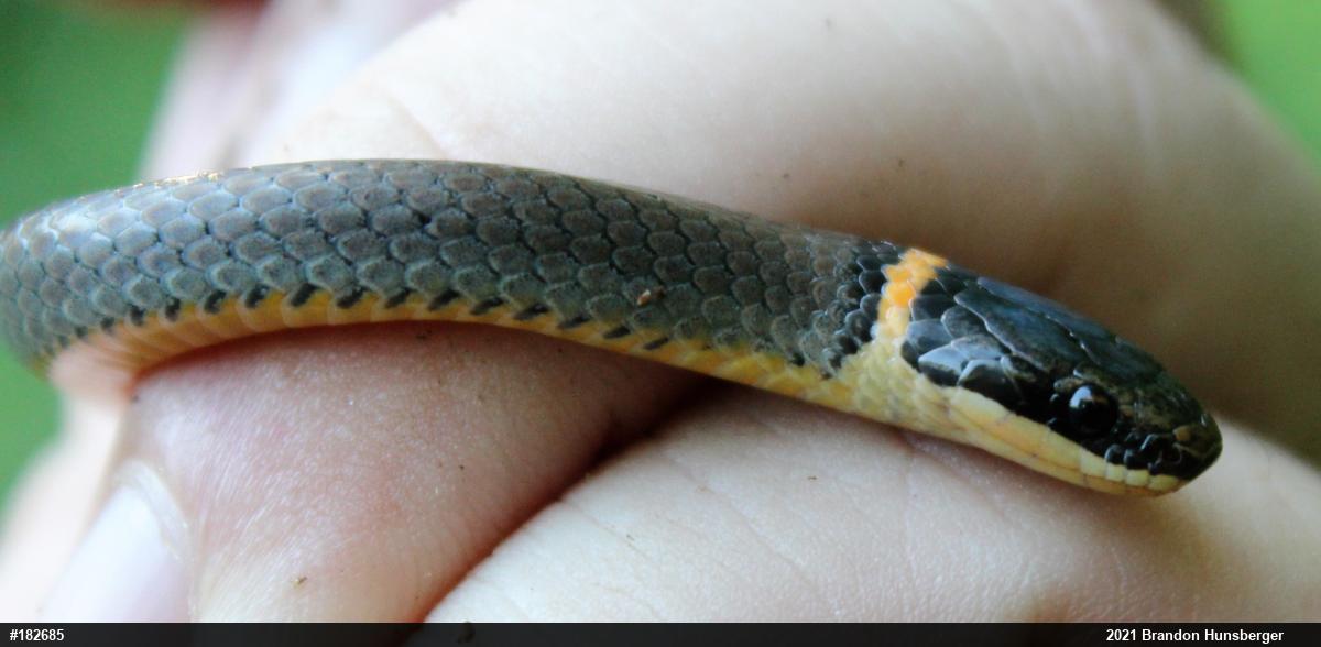 Northern Ring-necked Snake