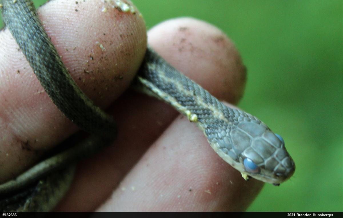 Eastern Gartersnake