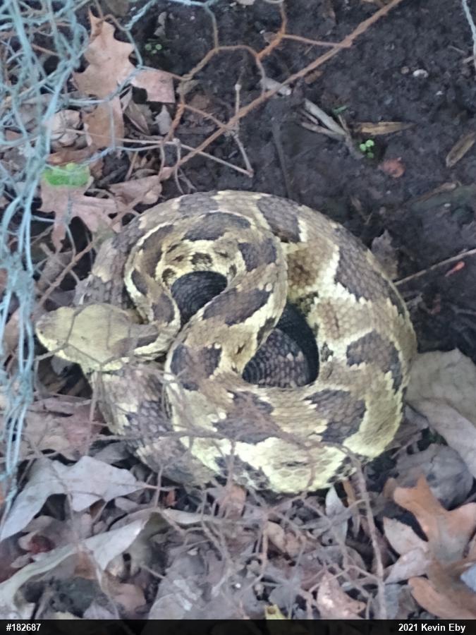 Timber Rattlesnake