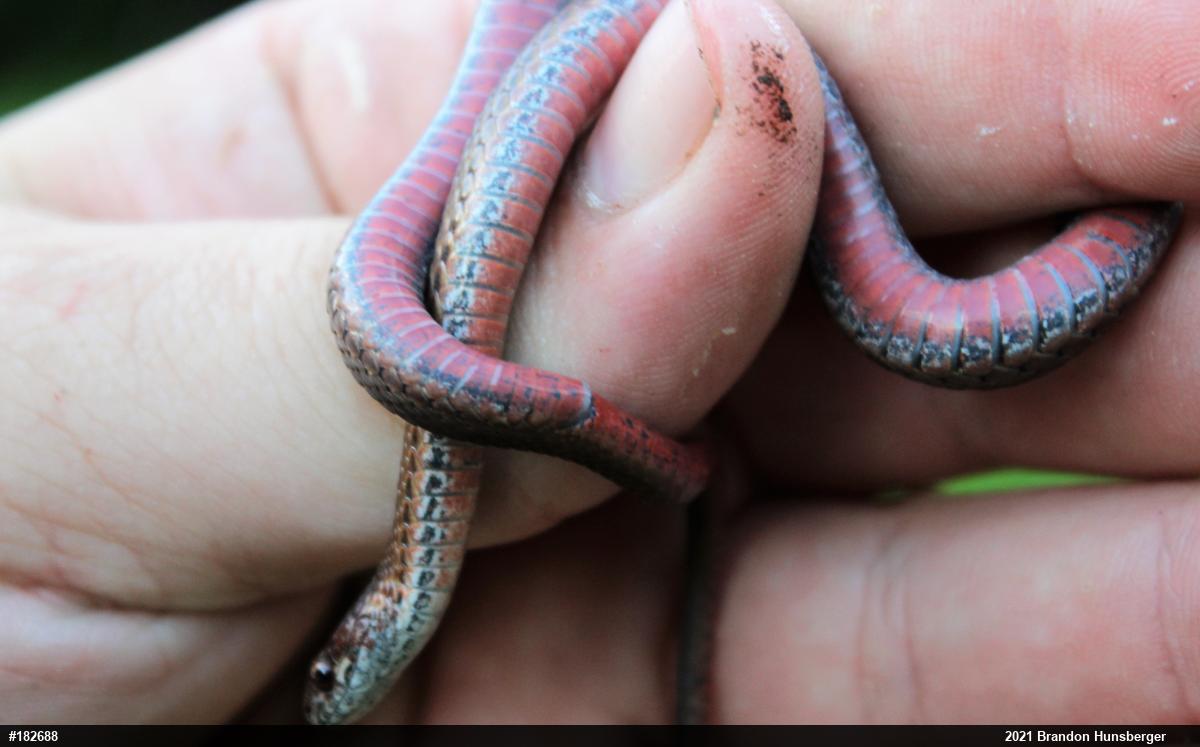 Red-bellied Snake