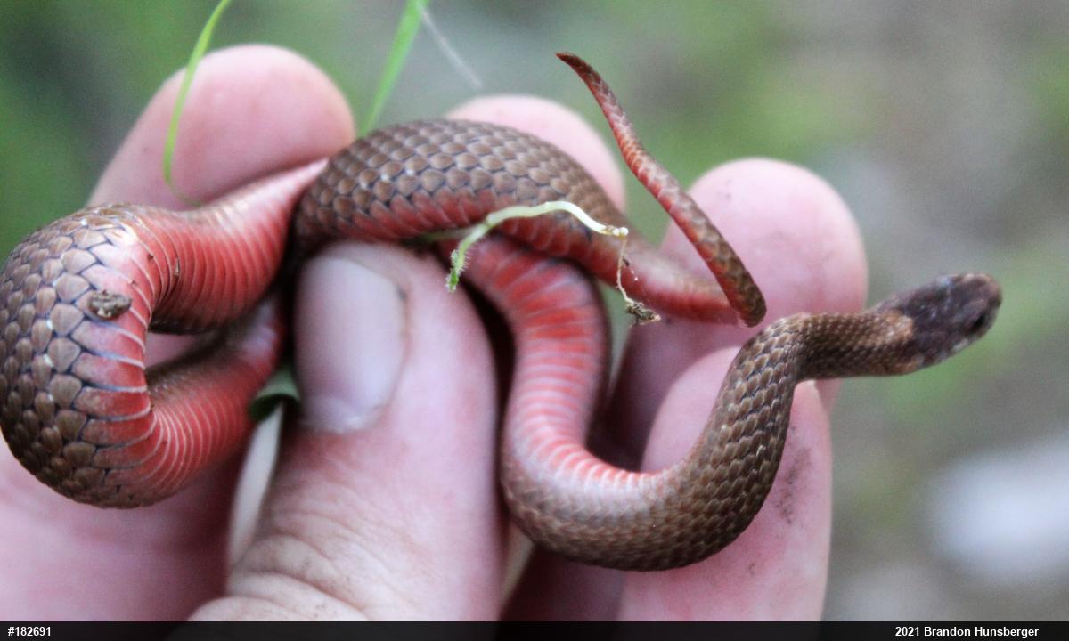 Red-bellied Snake