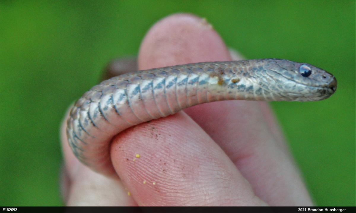 Red-bellied Snake