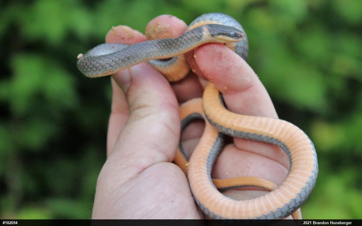 Northern Ring-necked Snake