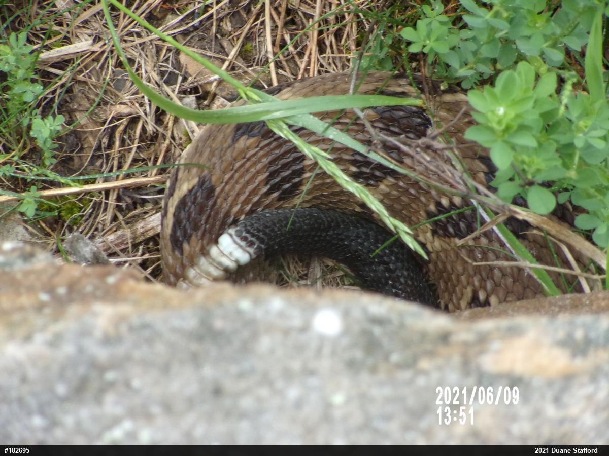 Timber Rattlesnake