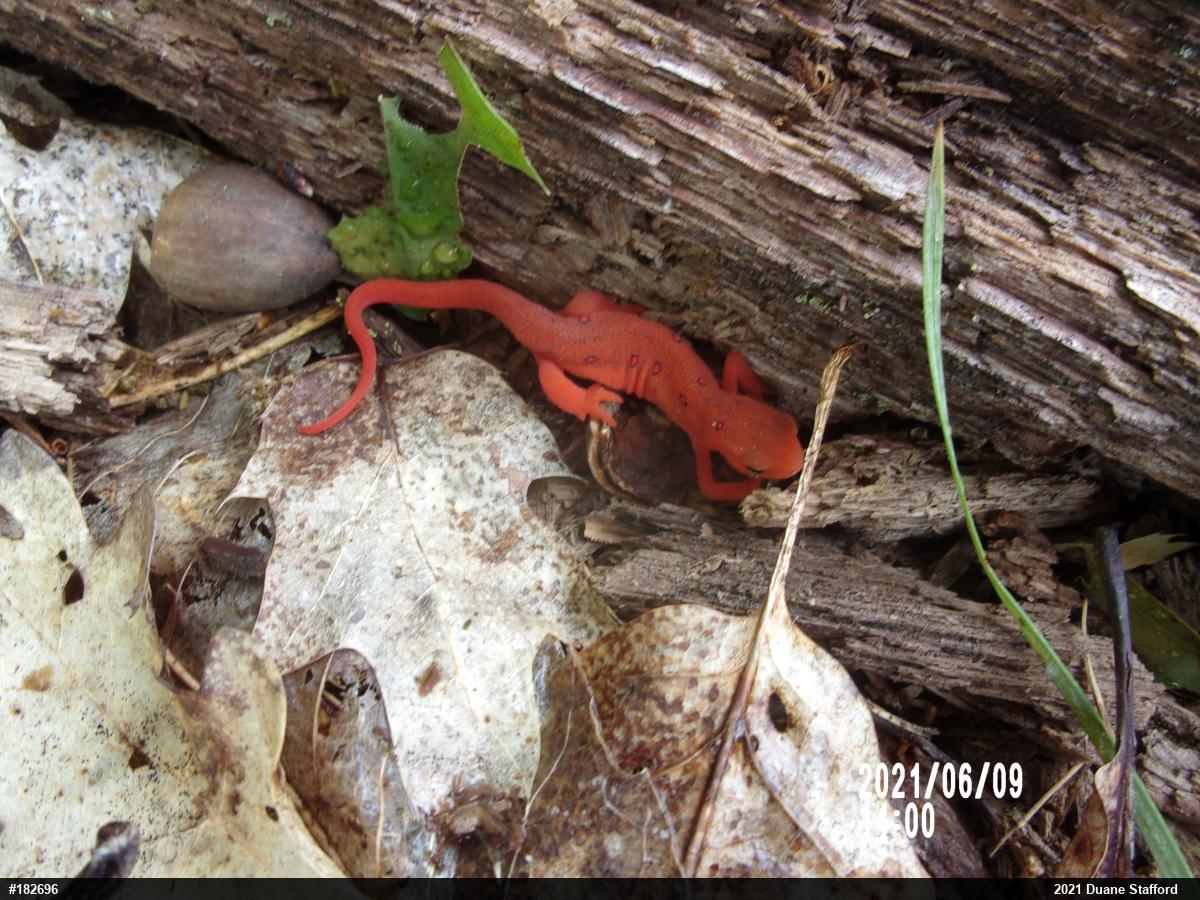 Red-spotted Newt