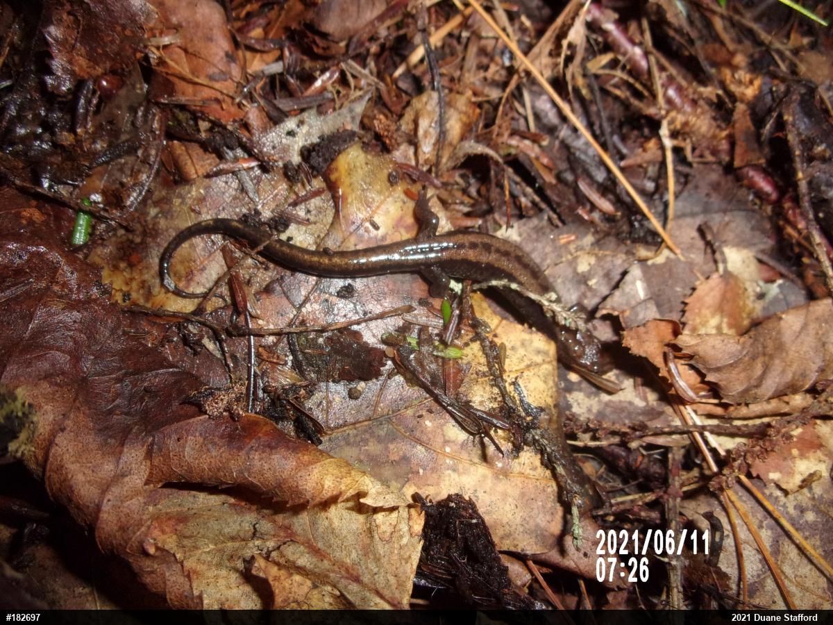 Allegheny Mountain Dusky Salamander