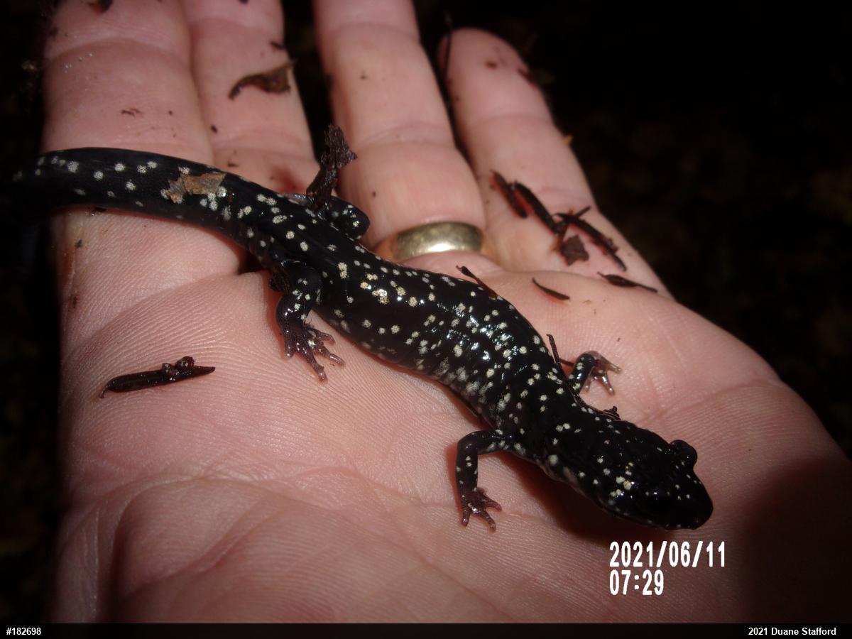 Northern Slimy Salamander