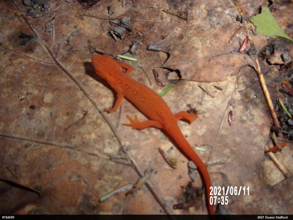Red-spotted Newt