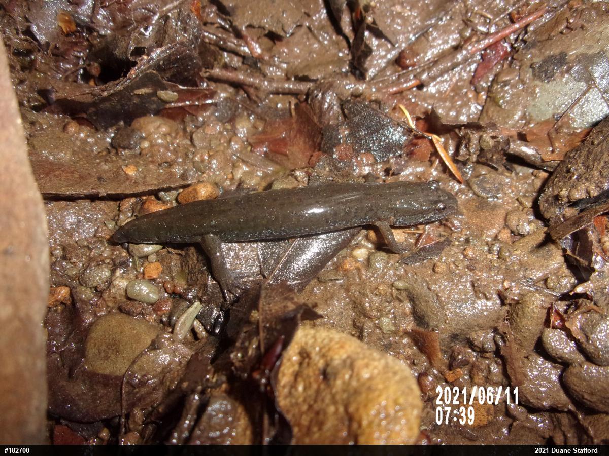 Northern Dusky Salamander