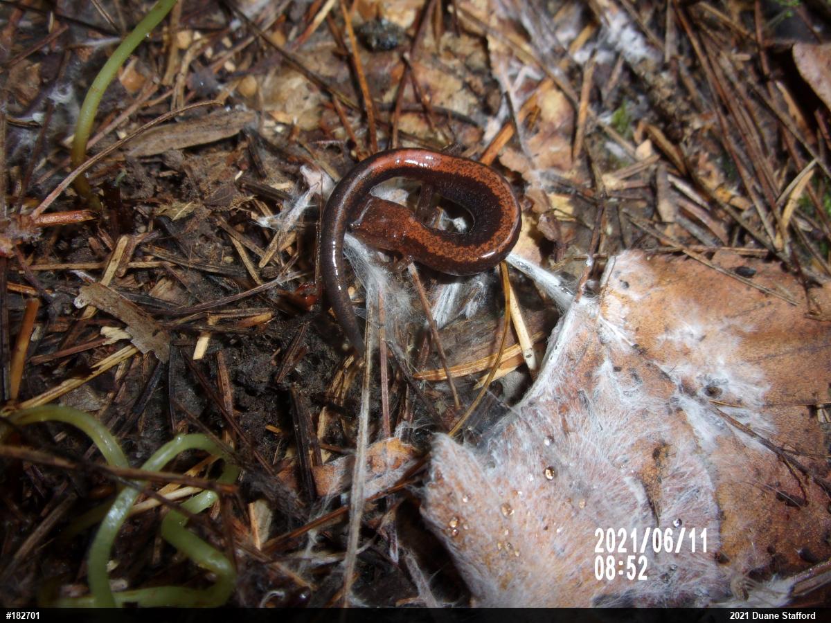 Eastern Red-backed  Salamander