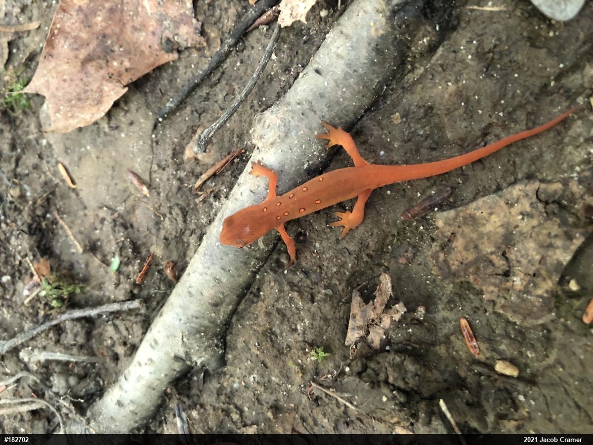 Red-spotted Newt