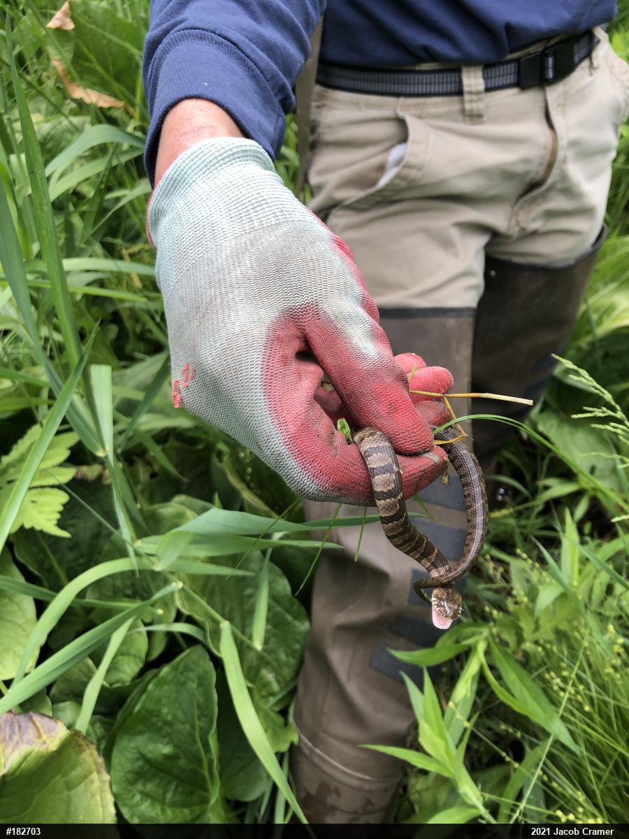 Northern Watersnake