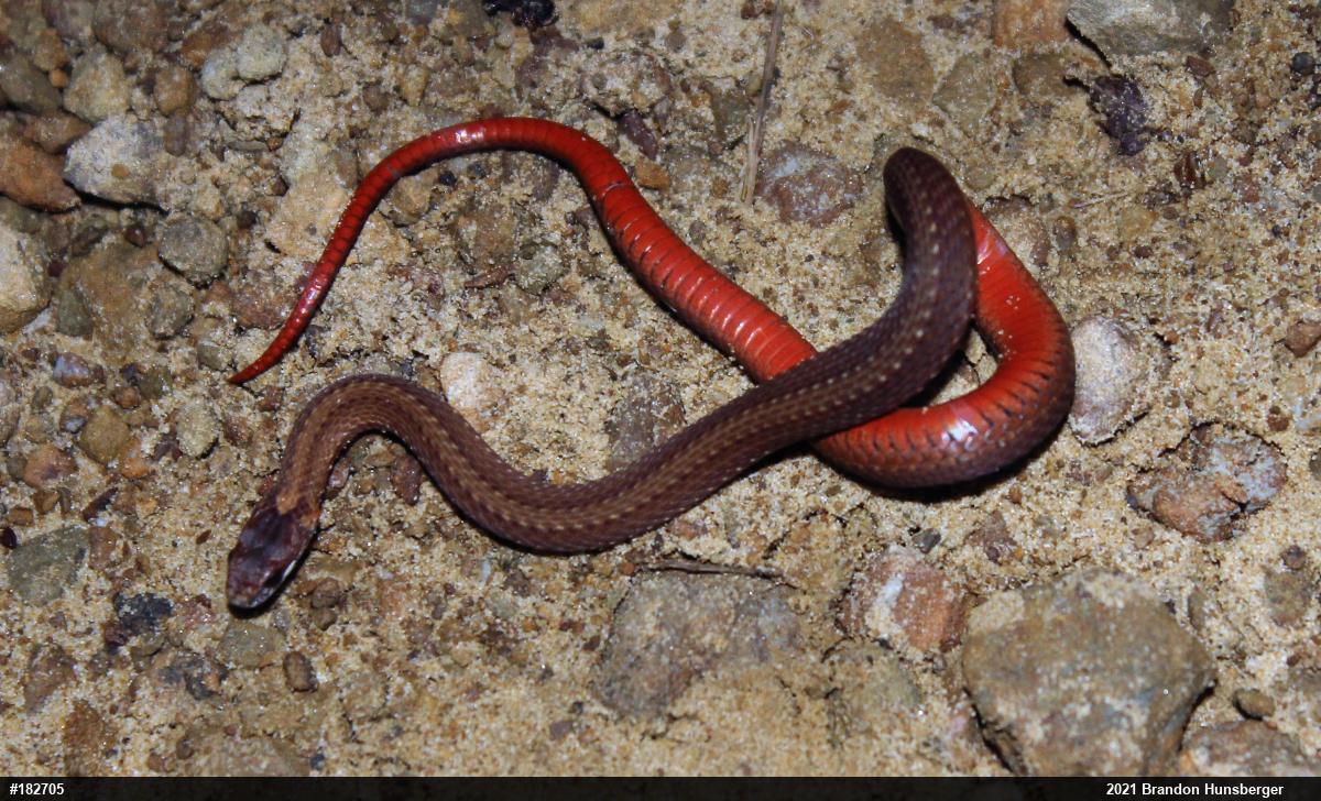Red-bellied Snake