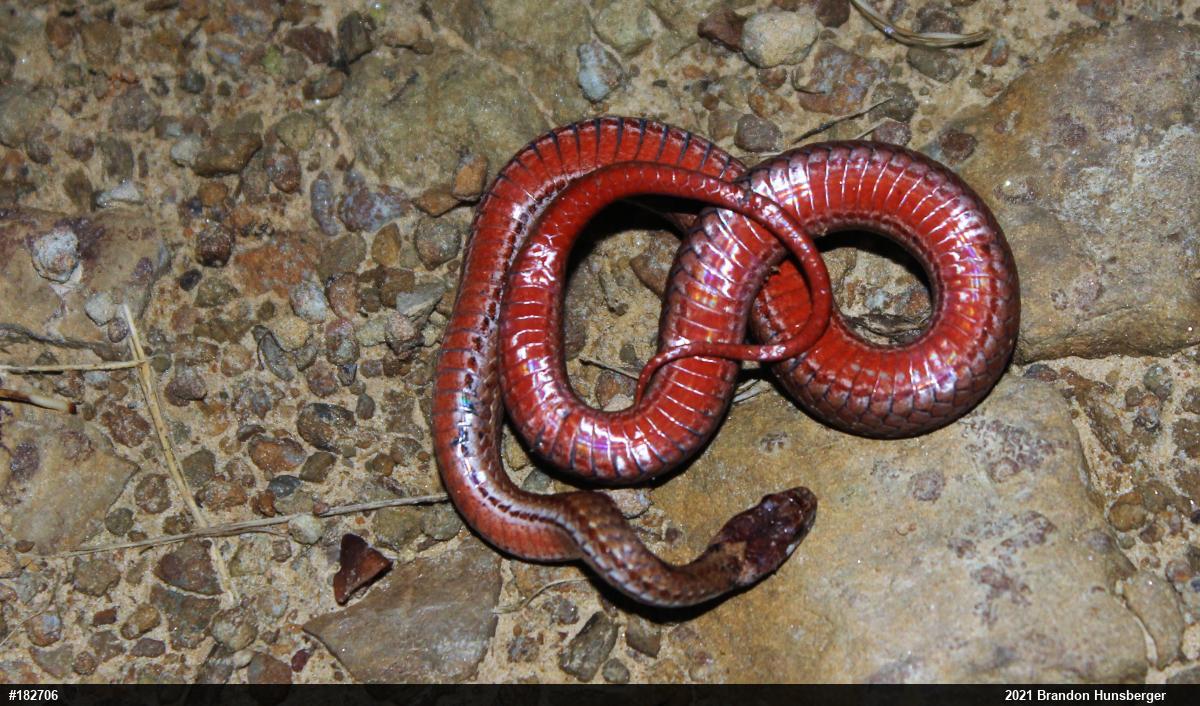Red-bellied Snake
