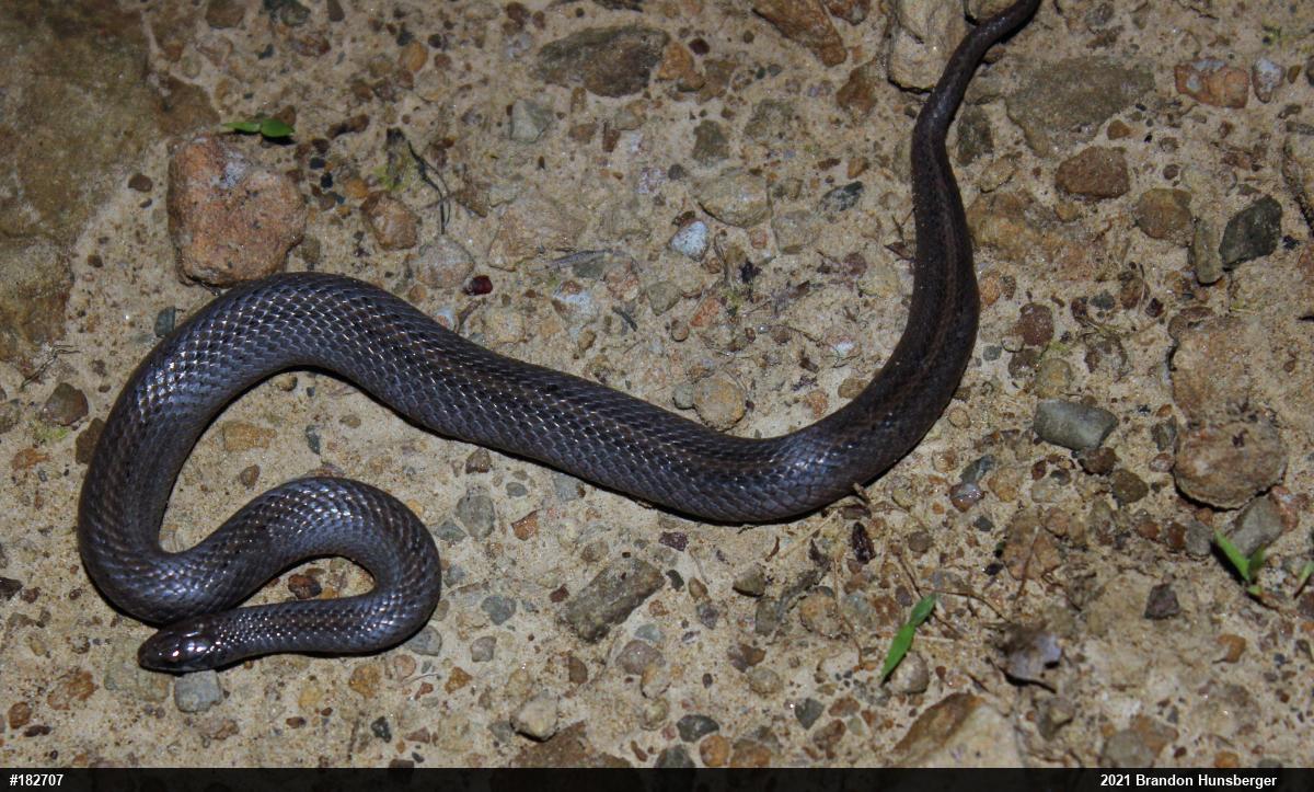 Mountain Earthsnake