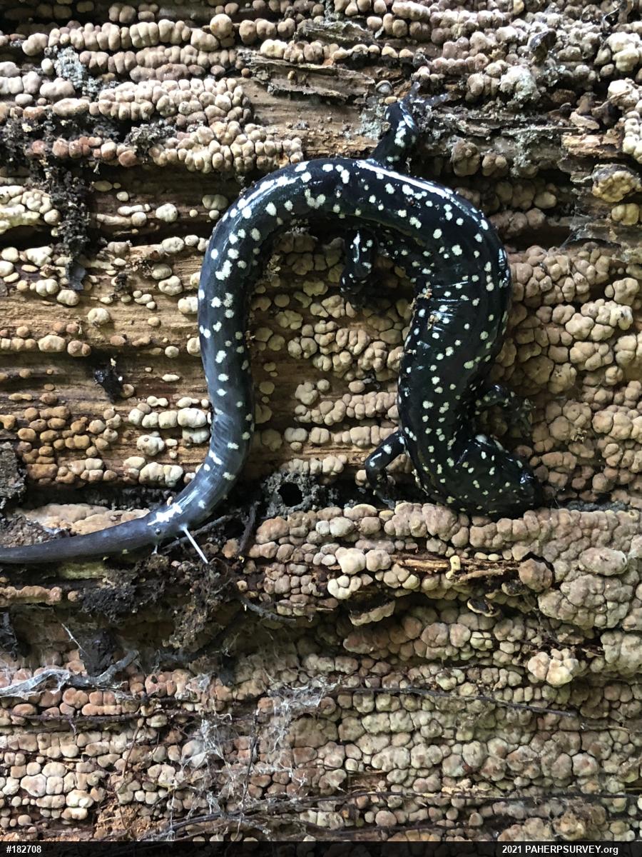 Northern Slimy Salamander