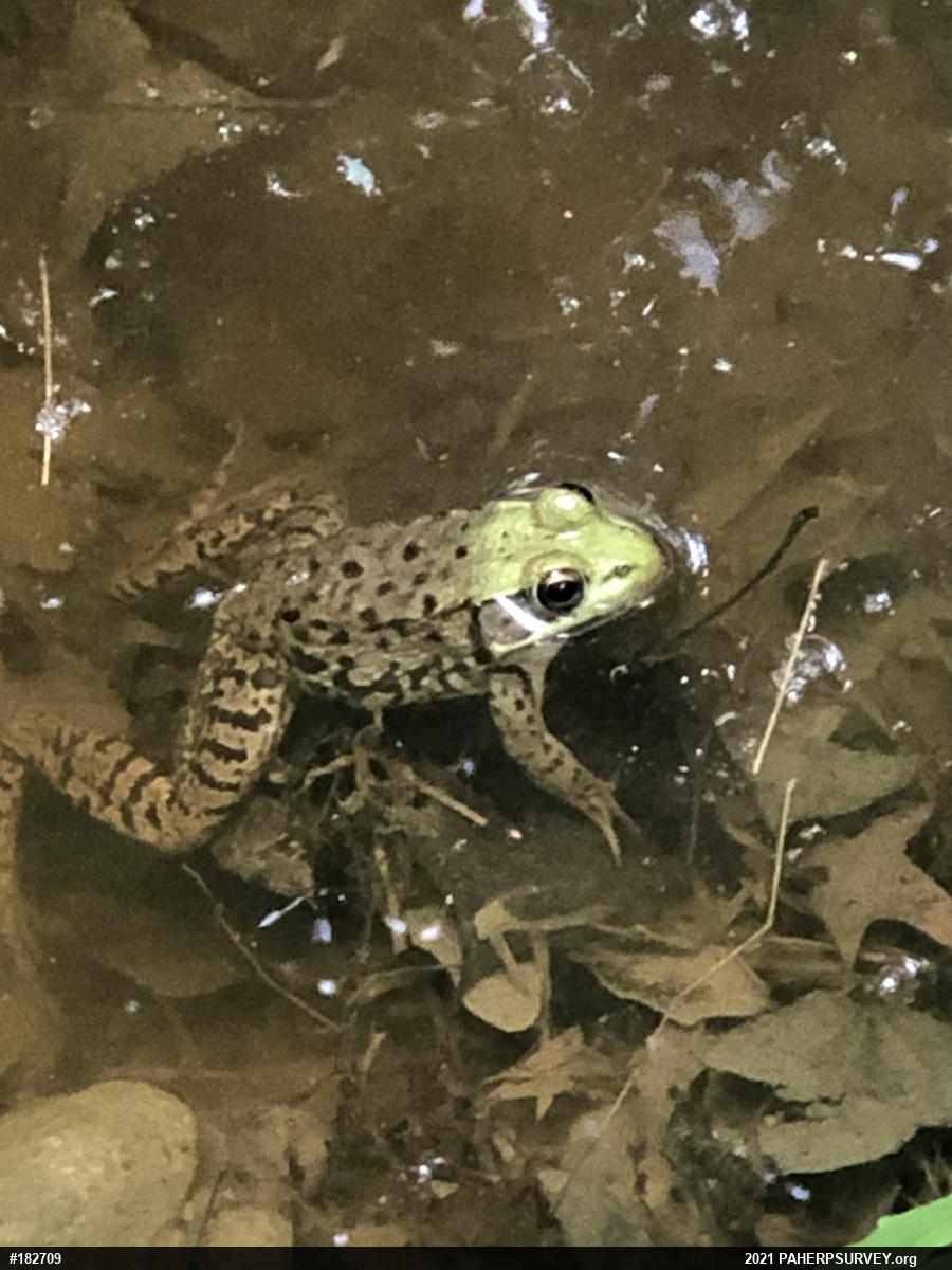 Green Frog