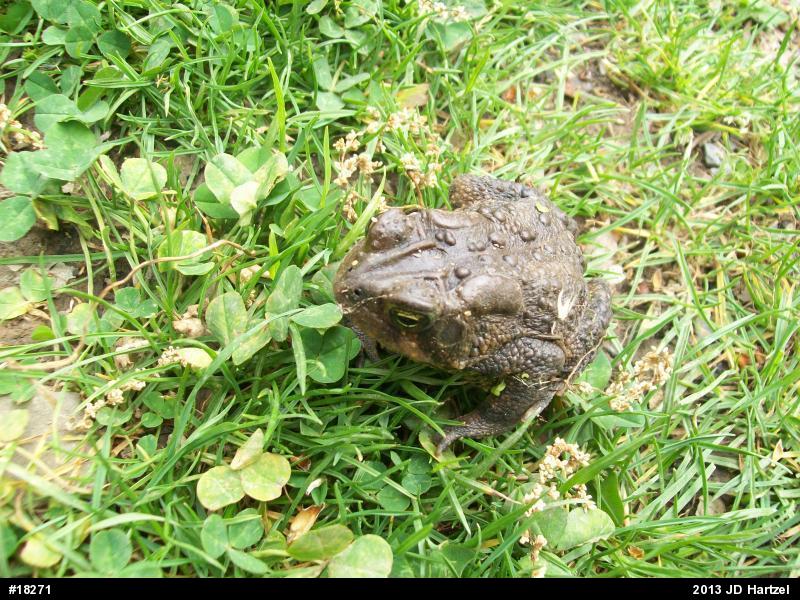 Eastern American Toad