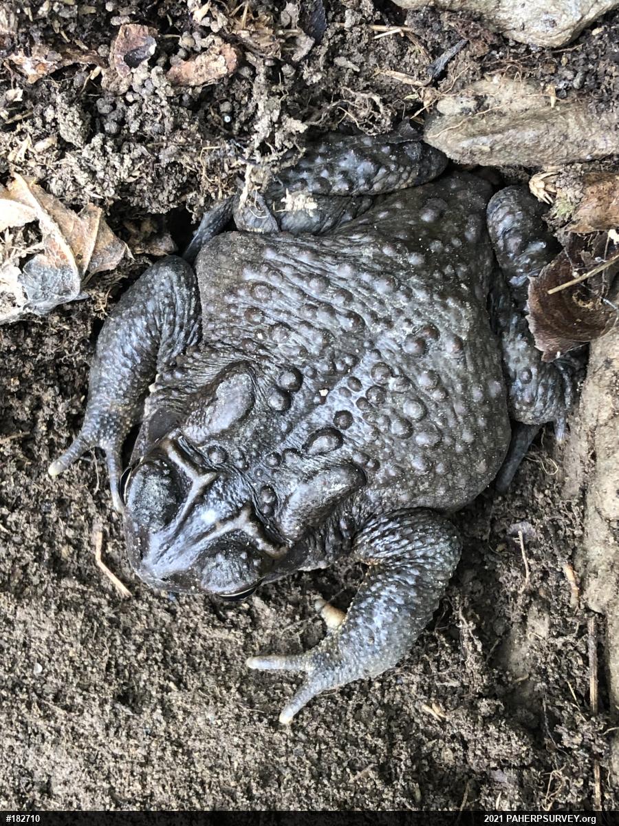Eastern American Toad