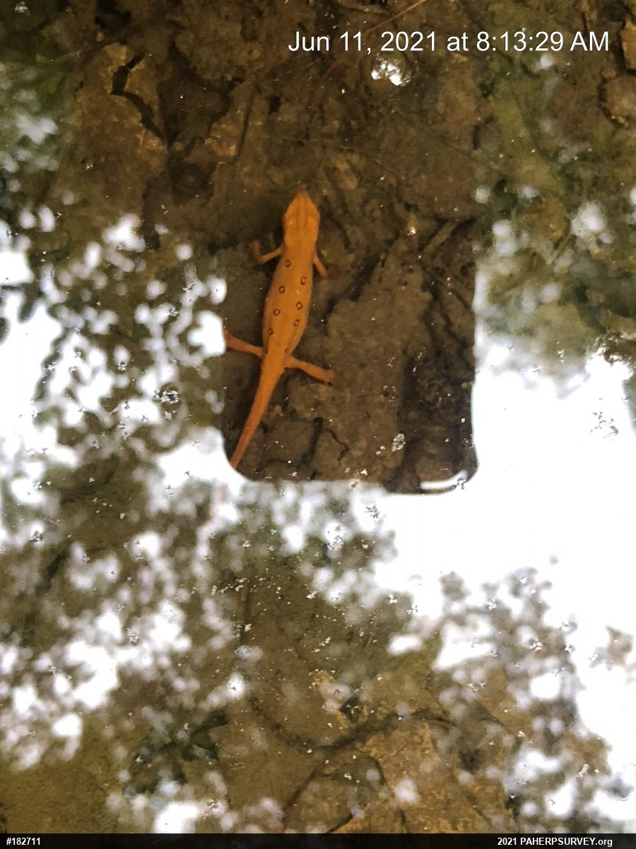 Red-spotted Newt